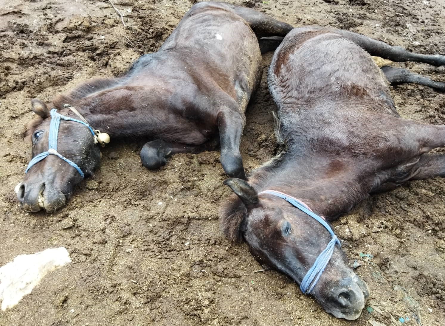 बाजुरामा करेन्ट लागेर २ घोडा मरे